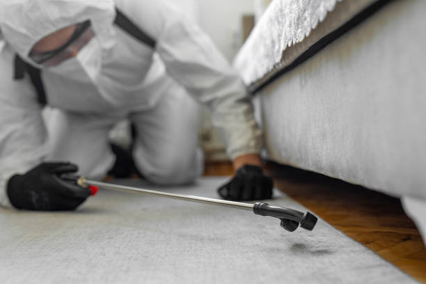 Professional Bed Bug Control technician working in Shady Hollow, TX